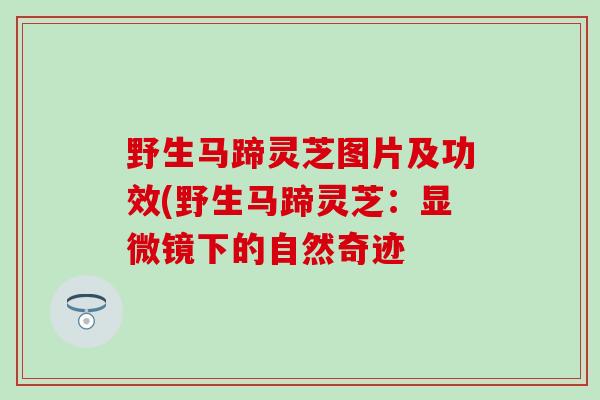 野生马蹄灵芝图片及功效(野生马蹄灵芝：显微镜下的自然奇迹