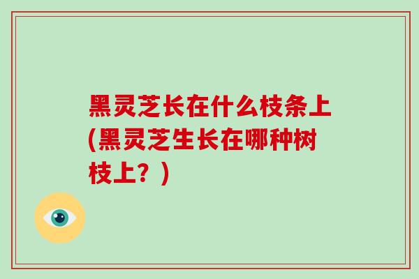 黑灵芝长在什么枝条上(黑灵芝生长在哪种树枝上？)