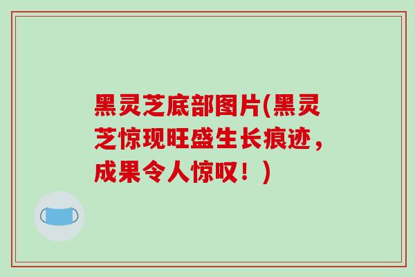 黑灵芝底部图片(黑灵芝惊现旺盛生长痕迹，成果令人惊叹！)