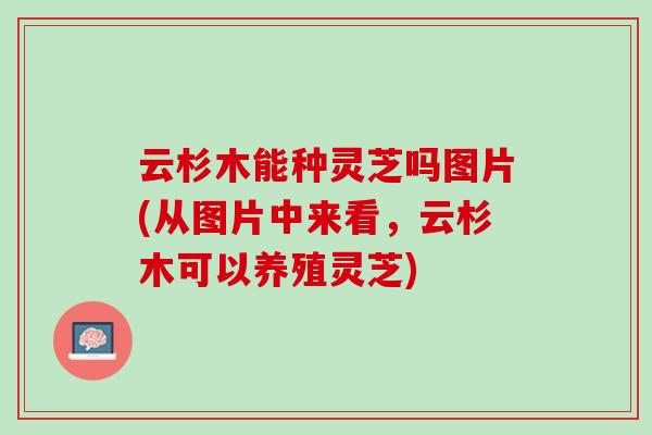 云杉木能种灵芝吗图片(从图片中来看，云杉木可以养殖灵芝)