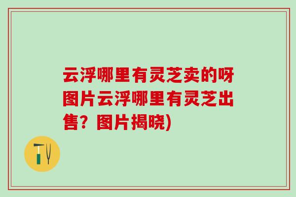 云浮哪里有灵芝卖的呀图片云浮哪里有灵芝出售？图片揭晓)