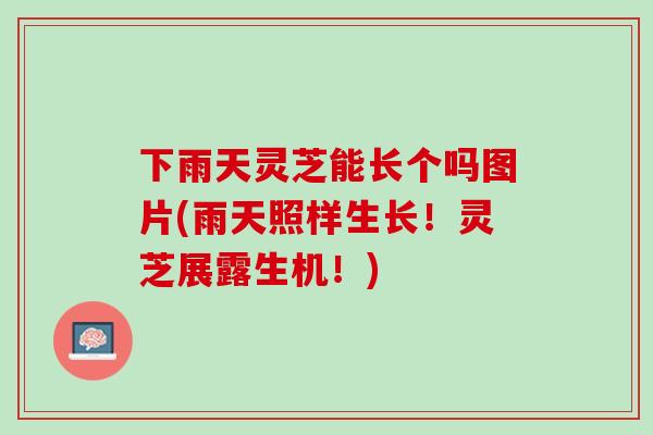 下雨天灵芝能长个吗图片(雨天照样生长！灵芝展露生机！)