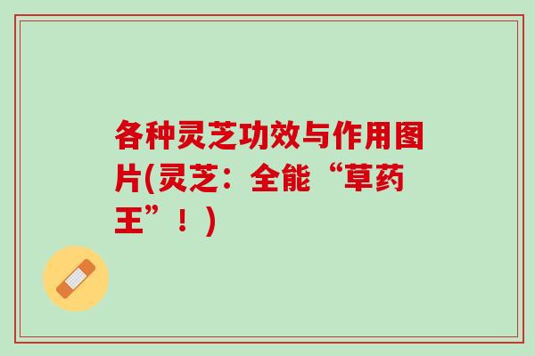各种灵芝功效与作用图片(灵芝：全能“草药王”！)
