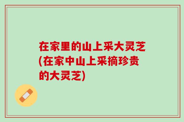 在家里的山上采大灵芝(在家中山上采摘珍贵的大灵芝)