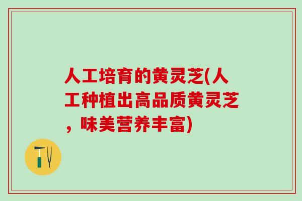 人工培育的黄灵芝(人工种植出高品质黄灵芝，味美营养丰富)