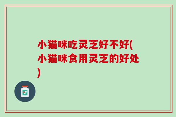 小猫咪吃灵芝好不好(小猫咪食用灵芝的好处)
