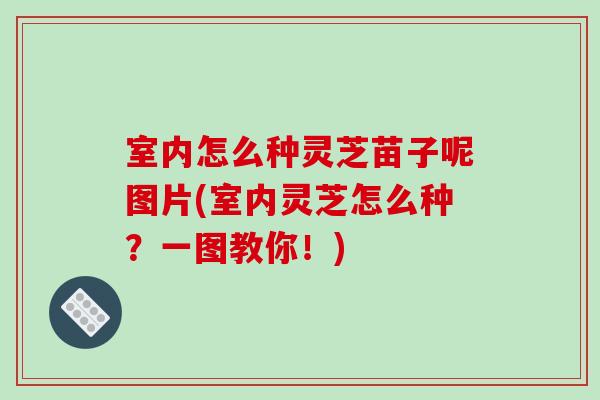 室内怎么种灵芝苗子呢图片(室内灵芝怎么种？一图教你！)