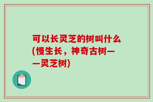 可以长灵芝的树叫什么(慢生长，神奇古树——灵芝树)