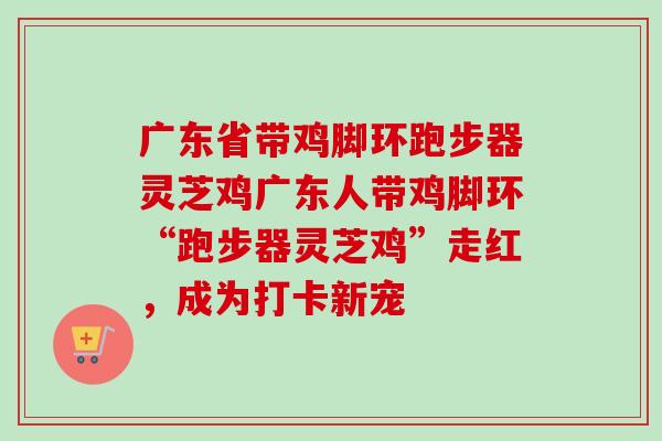 广东省带鸡脚环跑步器灵芝鸡广东人带鸡脚环“跑步器灵芝鸡”走红，成为打卡新宠
