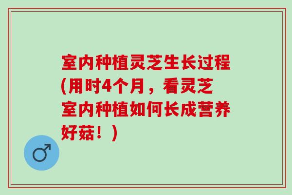 室内种植灵芝生长过程(用时4个月，看灵芝室内种植如何长成营养好菇！)
