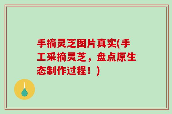 手摘灵芝图片真实(手工采摘灵芝，盘点原生态制作过程！)