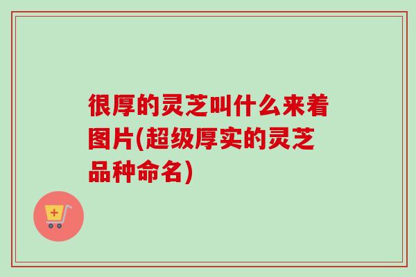 很厚的灵芝叫什么来着图片(超级厚实的灵芝品种命名)