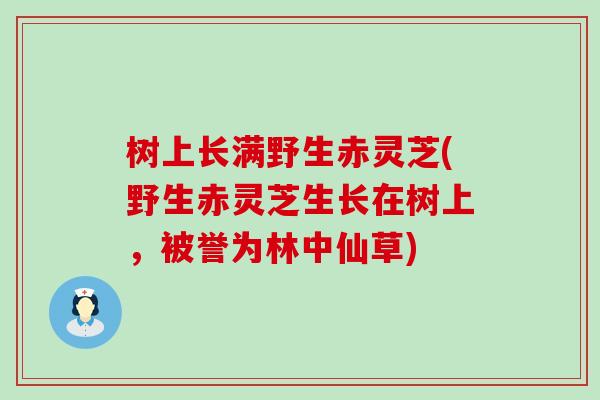 树上长满野生赤灵芝(野生赤灵芝生长在树上，被誉为林中仙草)