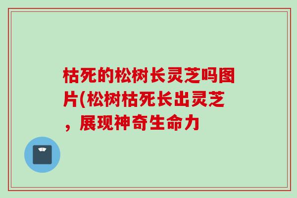 枯死的松树长灵芝吗图片(松树枯死长出灵芝，展现神奇生命力