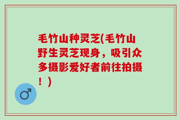 毛竹山种灵芝(毛竹山野生灵芝现身，吸引众多摄影爱好者前往拍摄！)