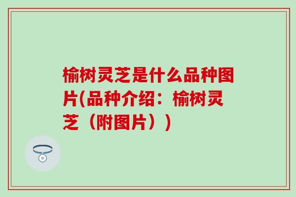 榆树灵芝是什么品种图片(品种介绍：榆树灵芝（附图片）)