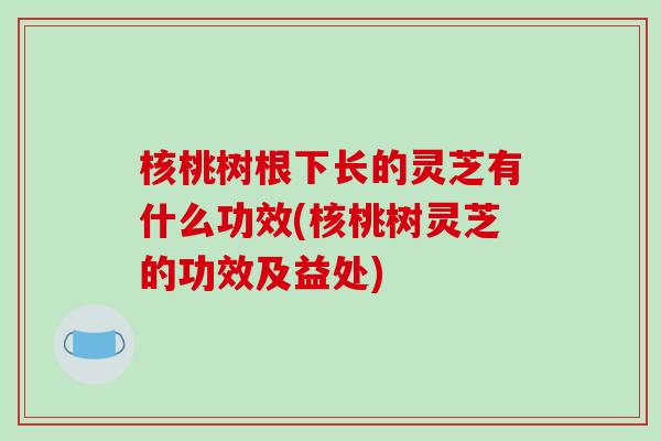 核桃树根下长的灵芝有什么功效(核桃树灵芝的功效及益处)