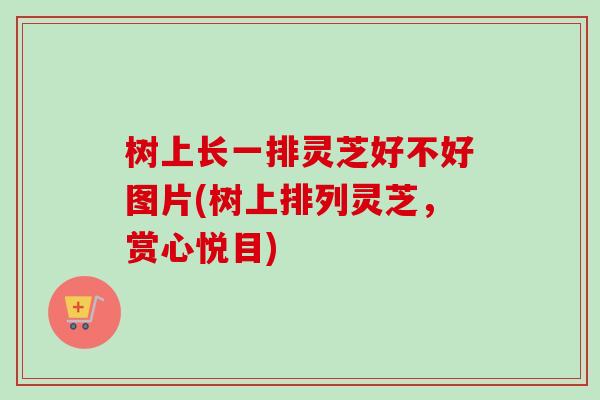 树上长一排灵芝好不好图片(树上排列灵芝，赏心悦目)