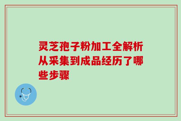 灵芝孢子粉加工全解析从采集到成品经历了哪些步骤 灵芝孢子粉加工全解析从采集到成品经历了哪些步骤